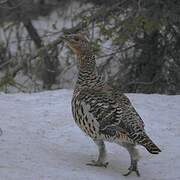 Western Capercaillie