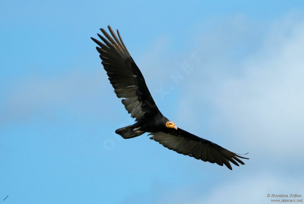 Greater Yellow-headed Vultureadult