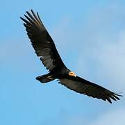 Greater Yellow-headed Vulture