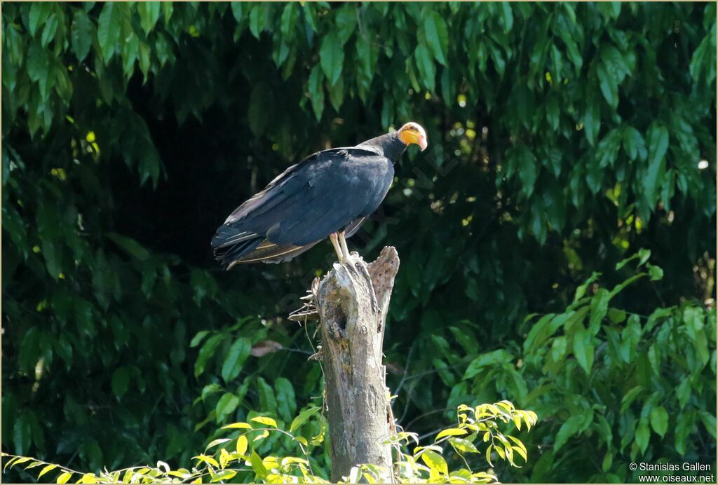 Greater Yellow-headed Vultureadult