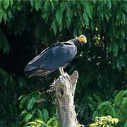 Greater Yellow-headed Vulture