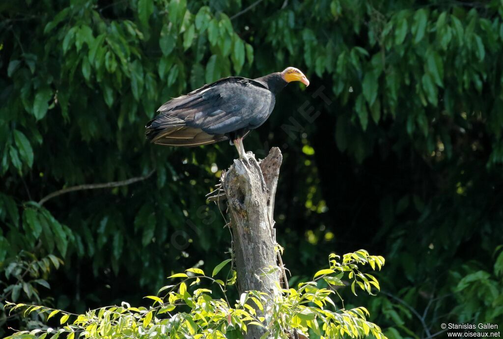 Greater Yellow-headed Vultureadult