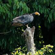 Greater Yellow-headed Vulture