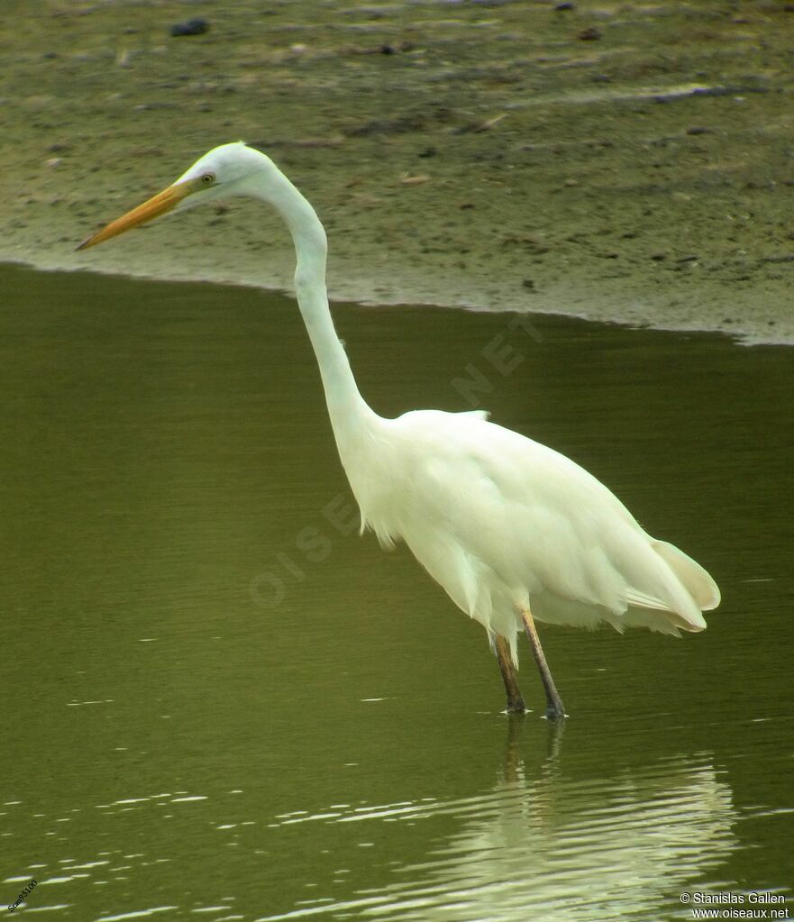 Great Egretadult transition