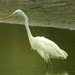 Grande Aigrette