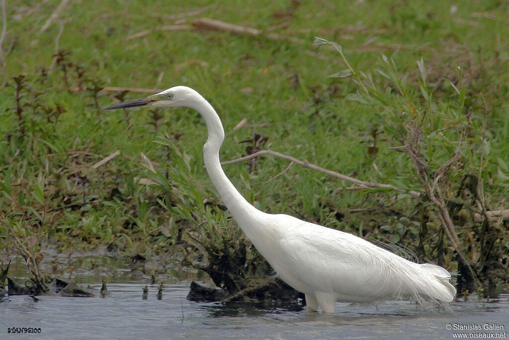 Grande Aigrette