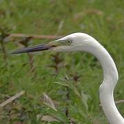 Grande Aigrette