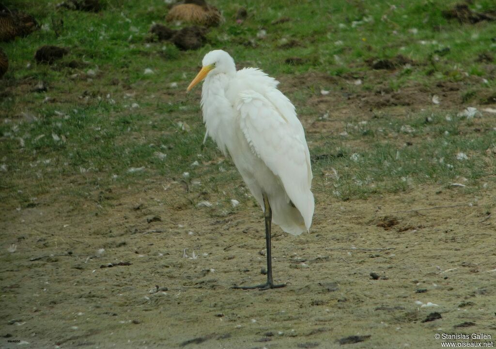 Grande Aigrette