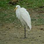 Grande Aigrette