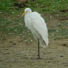 Grande Aigrette