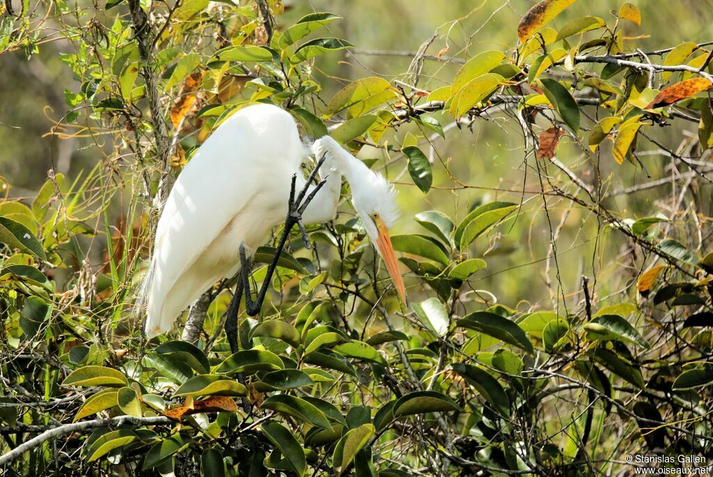 Great Egretadult transition, close-up portrait