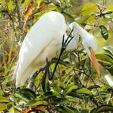 Grande Aigrette