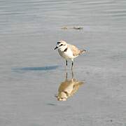 Gravelot à collier interrompu