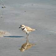 Kentish Plover