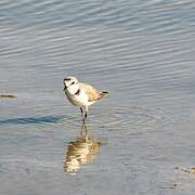 Gravelot à collier interrompu