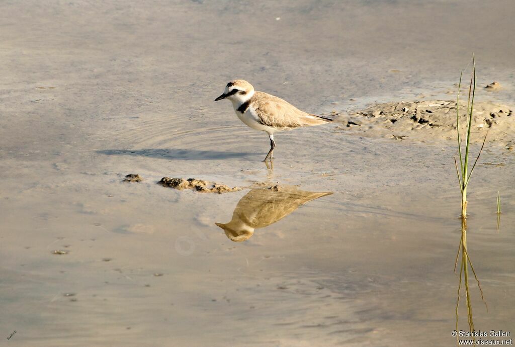 Kentish Ploveradult breeding, close-up portrait, walking