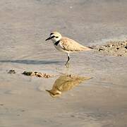 Kentish Plover