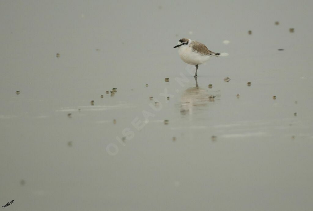 White-fronted Ploveradult, walking