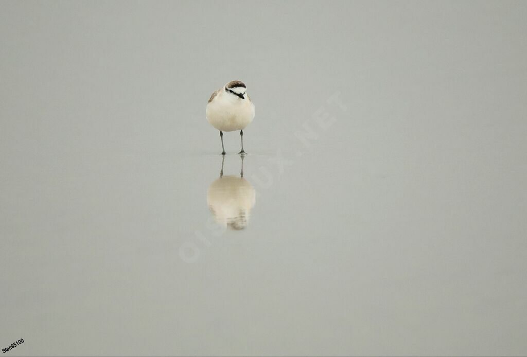 White-fronted Ploveradult transition, walking