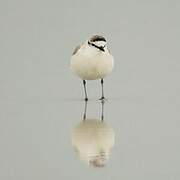 White-fronted Plover