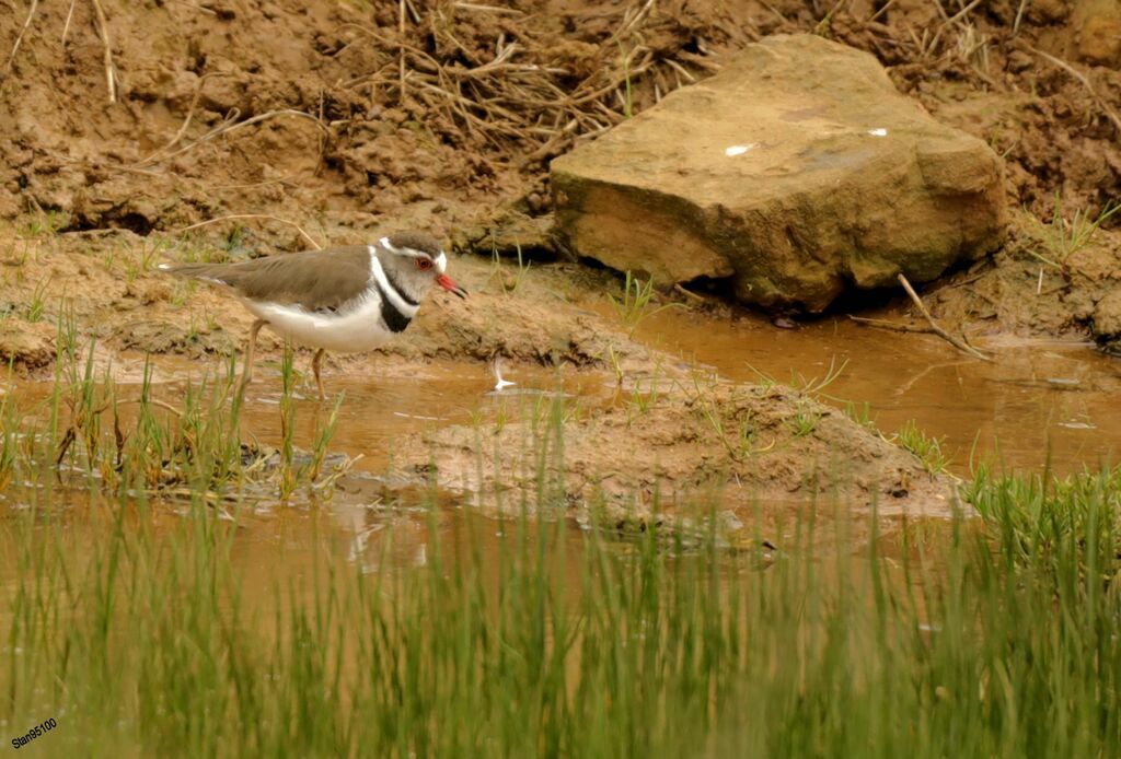 Three-banded Ploveradult breeding, fishing/hunting