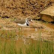 Three-banded Plover