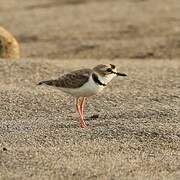 Collared Plover