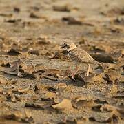 Collared Plover