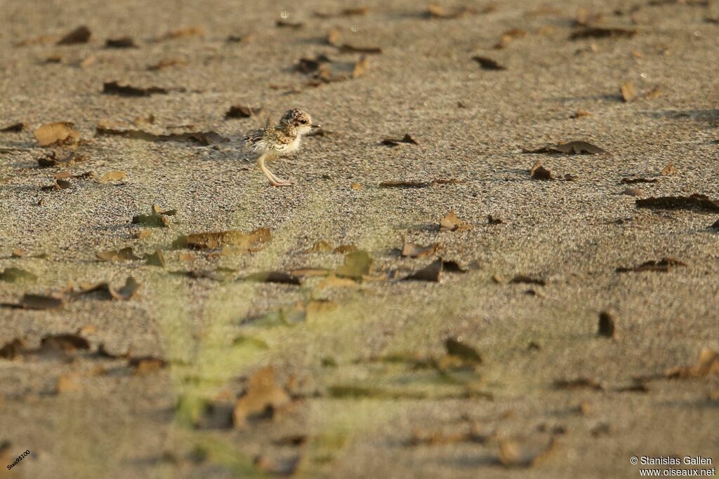 Collared PloverPoussin, walking