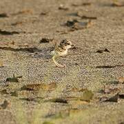 Collared Plover