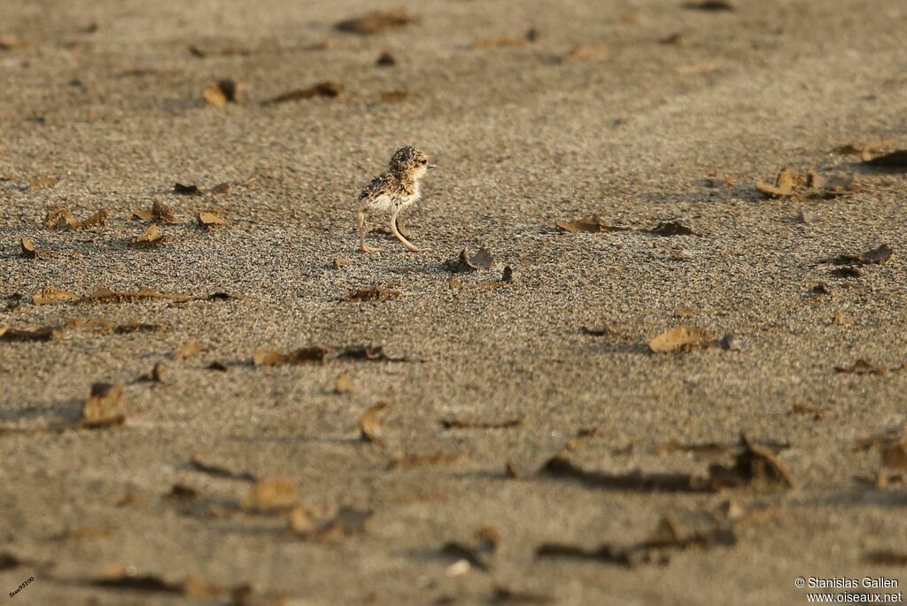 Collared PloverPoussin, walking