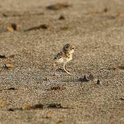 Collared Plover