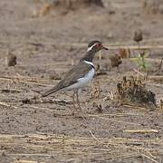 Forbes's Plover