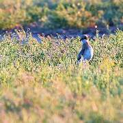 Greater Sand Plover