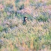 Greater Sand Plover