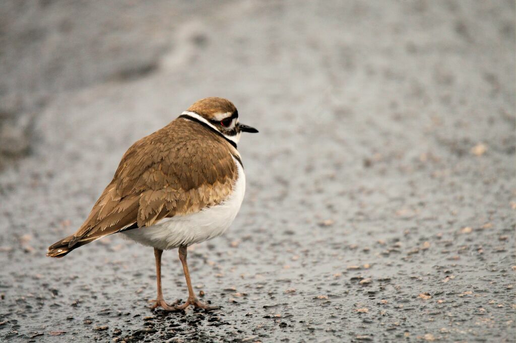 Killdeeradult, walking