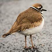 Killdeer