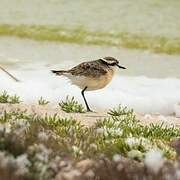 Kittlitz's Plover