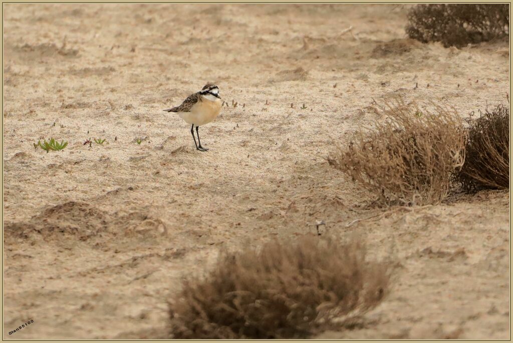 Kittlitz's Ploveradult post breeding, walking