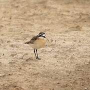 Kittlitz's Plover