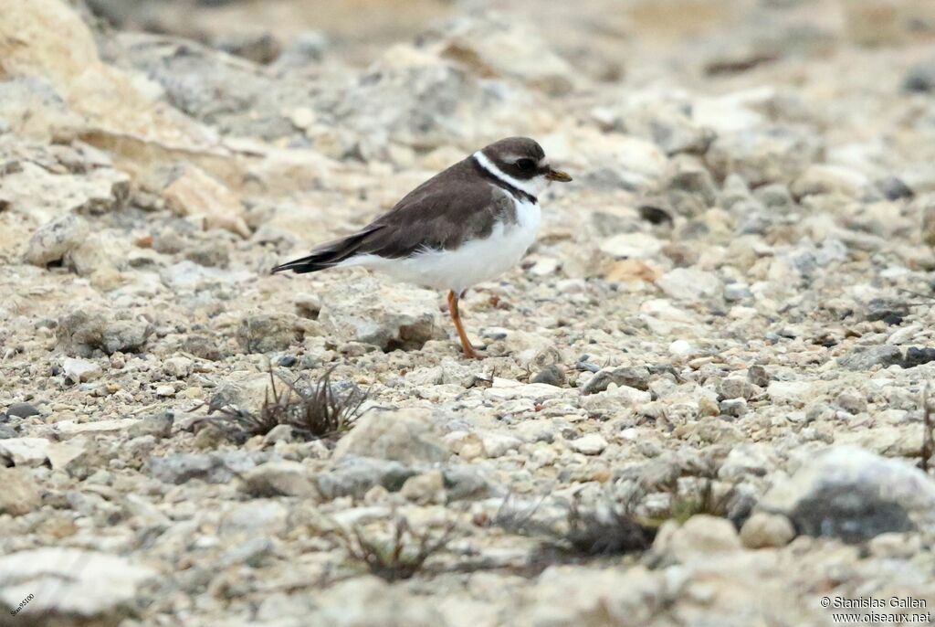 Semipalmated Ploveradult