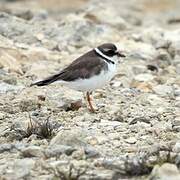 Semipalmated Plover