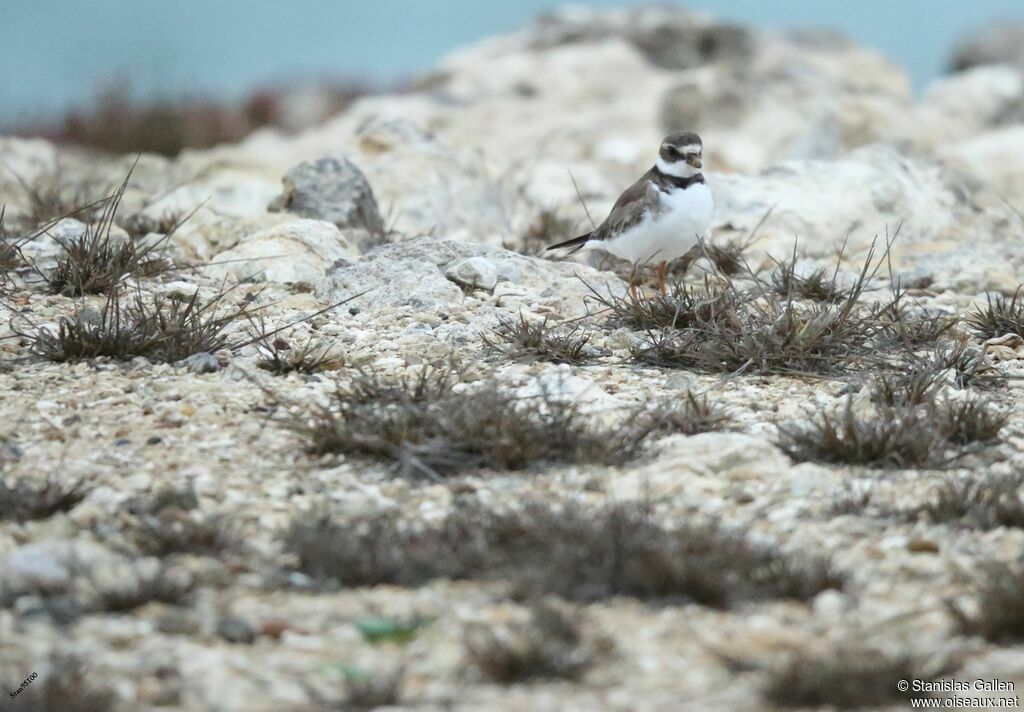 Semipalmated Ploveradult, Behaviour