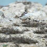 Semipalmated Plover