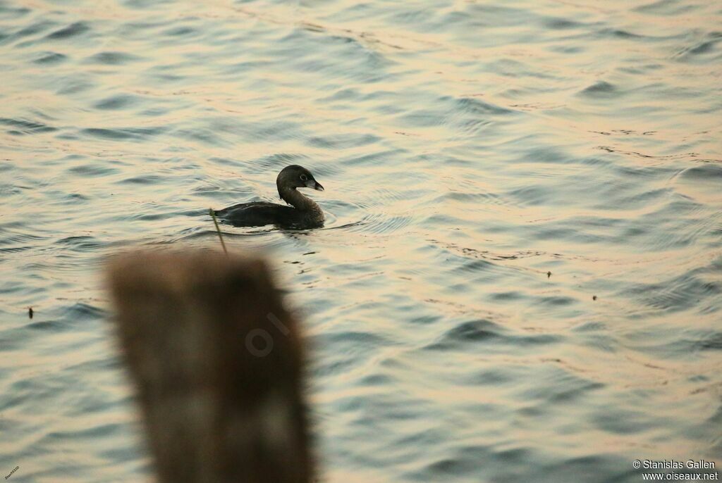 Pied-billed Grebeadult breeding, swimming