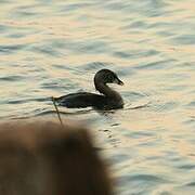 Pied-billed Grebe