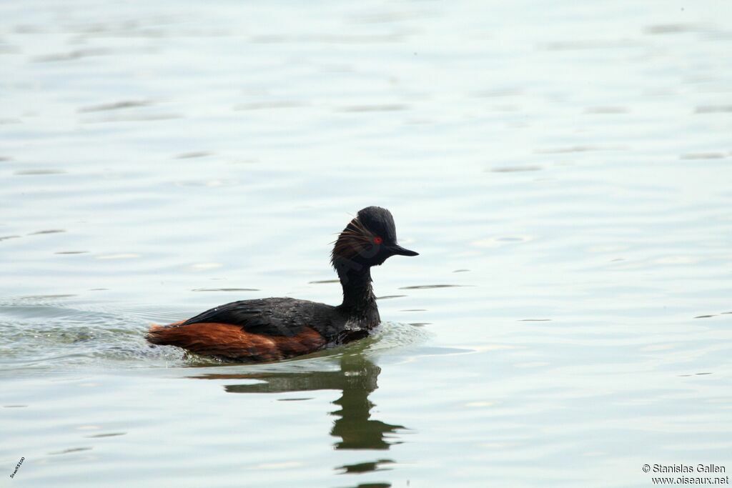 Black-necked Grebeadult breeding, swimming