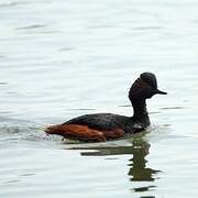 Black-necked Grebe