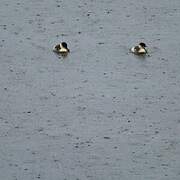 Silvery Grebe