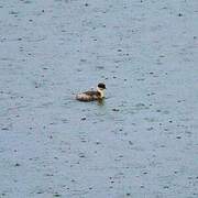 Silvery Grebe